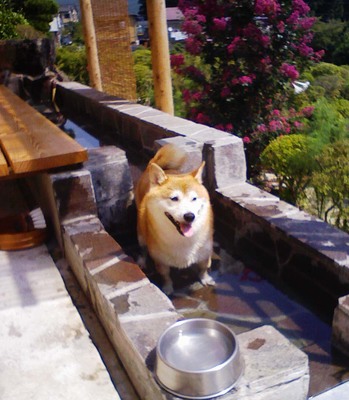 サクラちゃん
