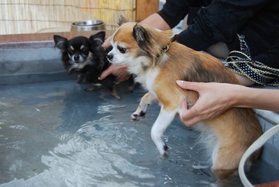 あんずちゃんとこまめちゃん