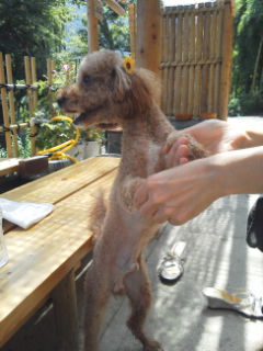 チロル君