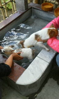 サン君とリク君20111008