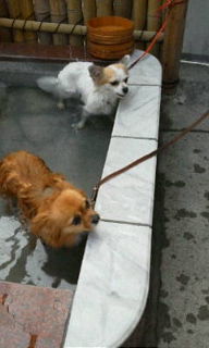ナルちゃんとオックス君20120102