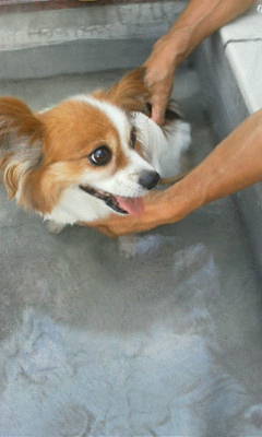 ショコラ君201200818