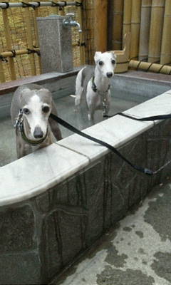 バル君とあくあ君201200610