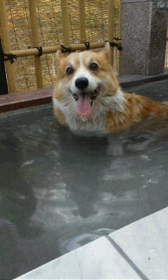ピーコ君201201025