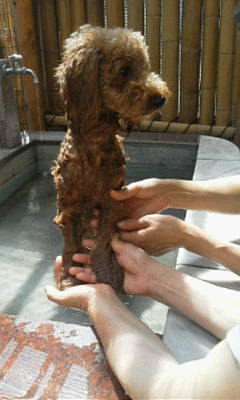 ノア君20120909