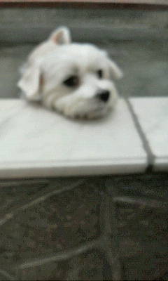 キーちゃん20121018