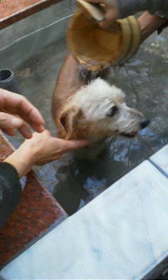 ここちゃん20121111