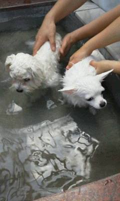 チロリちゃんとピノ君20121109