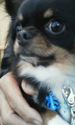 コロンちゃん20121101