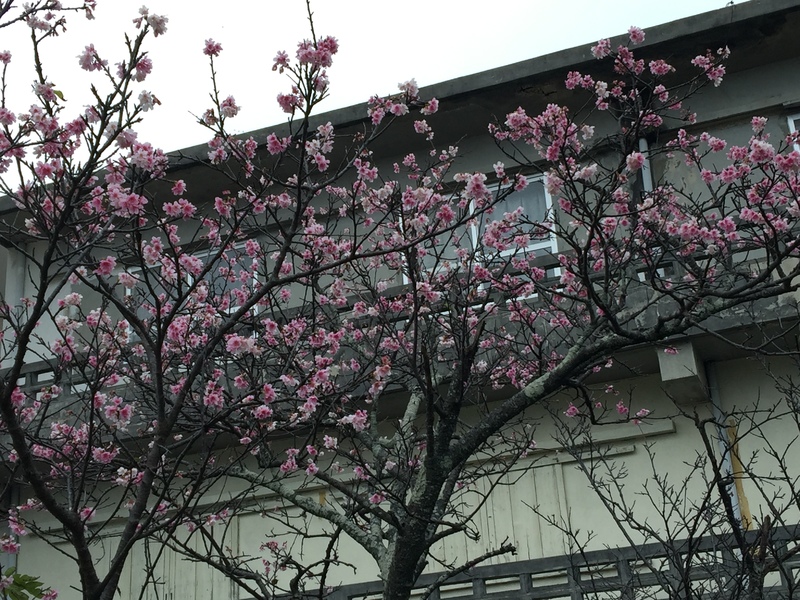 宮古島の桜