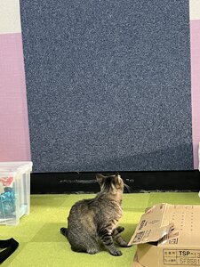 IMG_7109.jpeg