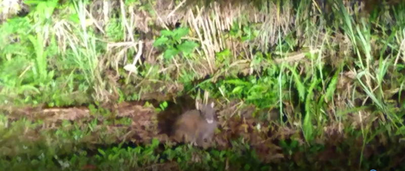 徳之島のクロウサギ その2