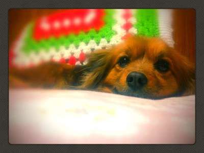 愛犬