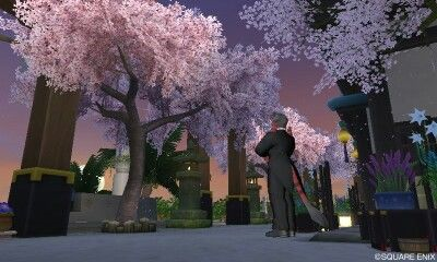 華やかな桜を沢山植えてみました。