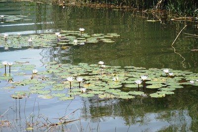 ブラタン湖岸