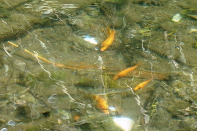 バトゥール湖の魚