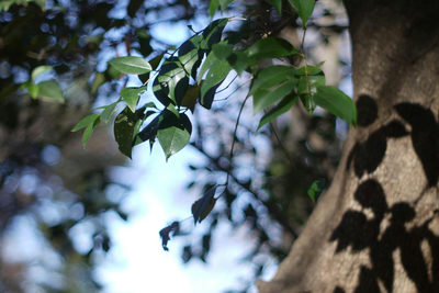 1138
