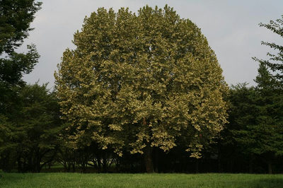 6061