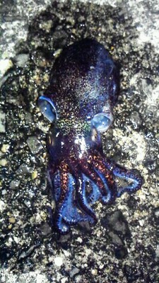 未確認生物