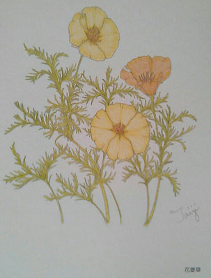 花菱草