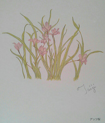アッツ桜