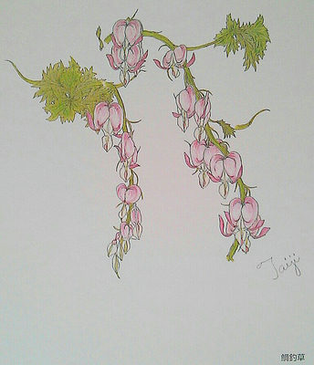 鯛釣草