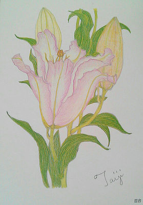 百合