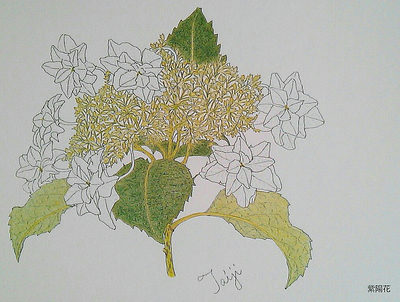 紫陽花