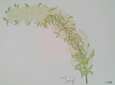 小手毬