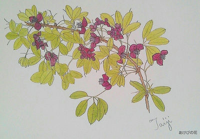 あけびの花