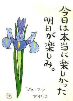 8.ジャーマンアイリス