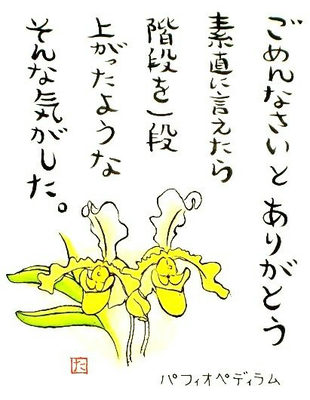 34.パフィオペディラム
