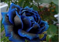 青いバラの種（MIDNIGHT  ROSE）5粒
