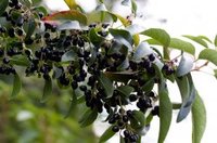 マキベリー（Maqi Berry）種５個