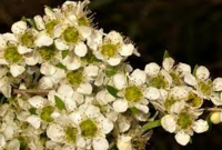 マヌカの種２０粒