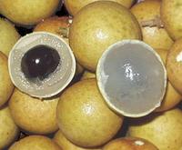 珍しいLongan /Dragon Eye/Cat’s eyeの種３個一部発根