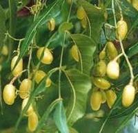 自然の農薬ニームの種１０個