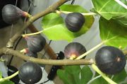 パープルのイチジク（purple Fig Tree Ficus carica）種１０個