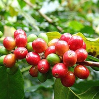 コナコーヒー種5個