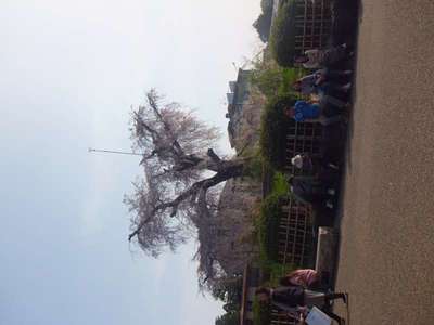☆4月5日京都の円山公園に行きました☆