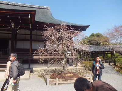 天龍寺のさくら