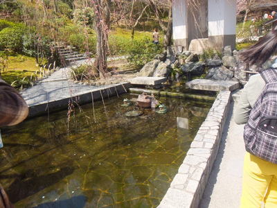 天龍寺　かえるの池