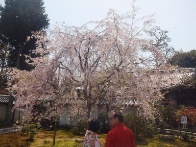 二尊寺　桜