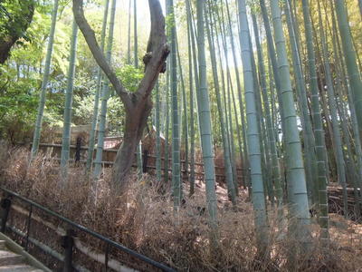 青蓮寺　竹林