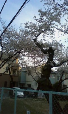 桜