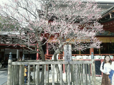 大宰府天満宮の梅