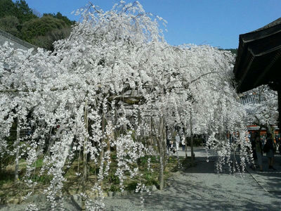 毘沙門堂門跡の枝垂桜　　　平成30年3月31日
