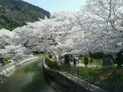山科疏水沿いの桜並木　　　平成30年3月31日