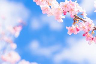 ４月中の休店予定日画像