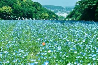 ５月中の休店予定日画像